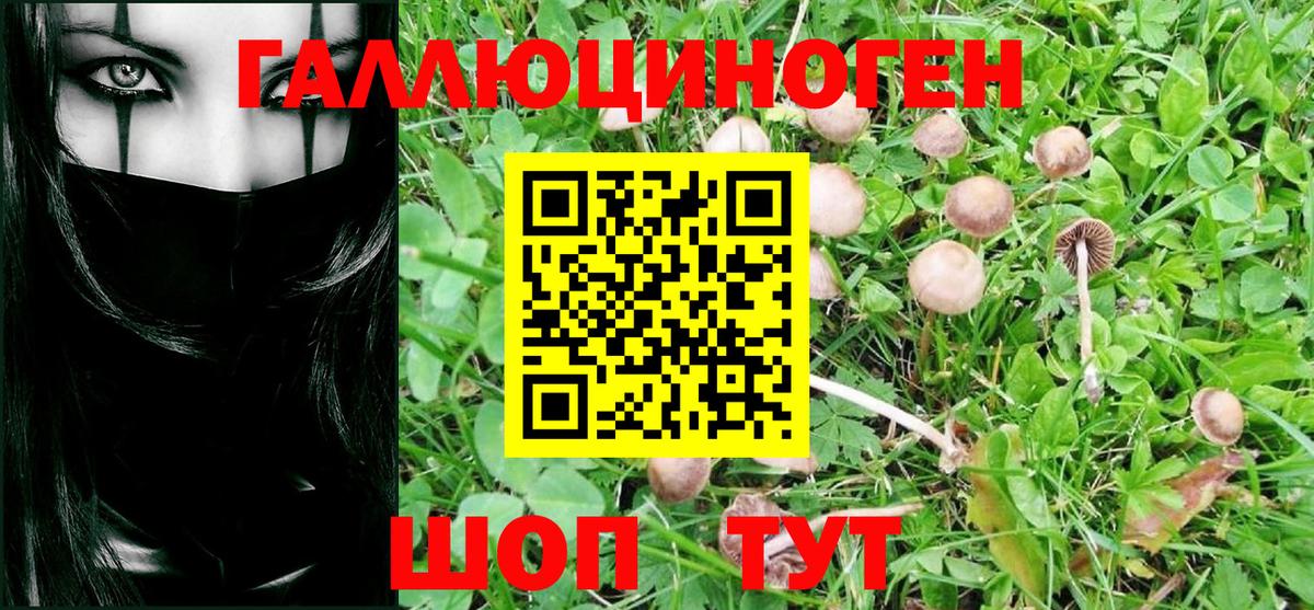 Псилоцибиновые грибы Cubensis Лесозаводск